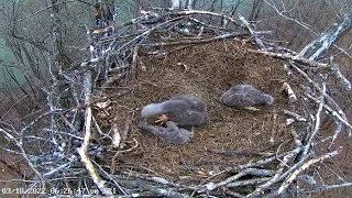 Viewer Discretion Advised | RIP Sweet Little Baby DH16 Dale Hollow Eagle Cam