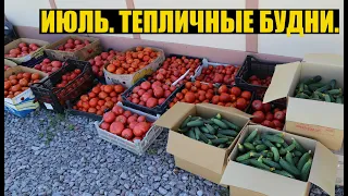 Обзор томатов и огурцов + доп доход [хризантема на срезку и огурец 2й оборот]