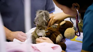 #KoalaHelp with Currumbin Wildlife Hospital Foundation