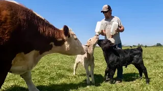 Introducing The Bottle Calves to the Cow Herd