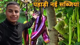 पहाड़ों में आजकल की नई-नई सब्जियां | Uttarakhandi pahadi kitchen garden vegetables video | RTK Vlogs