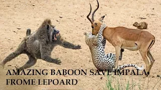 AMAZING BABOON SAVE IMPALA FROME LEOPARD