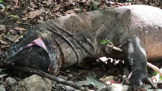 Ending Moment | Komodo swallowing and vomiting a large pig head😱😱