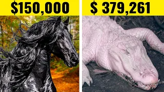 10 Most Expensive Rare Animals In The World