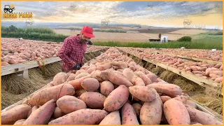 This Is How Americans Grow And Harvest 2 Million Tons Of Sweet Potatoes | Agriculture Farming