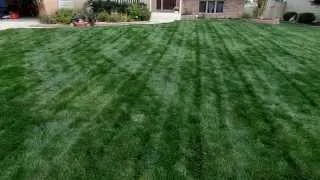 How To Mow A Tall Overgrown Lawn