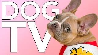 DOG TV: 10 HOURS of Entertaining Fun TV for Dogs and Puppies!