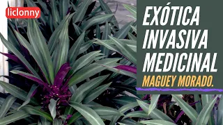 Maguey Morado, especie exótica invasiva y resistente. Características y beneficios. liclonny