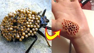 10 Most Dangerous Bugs in the World