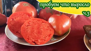 Дегустация сортовых томатов ч.3/ Моё мнение о вкусе выросших у меня сортовых томатов 2023