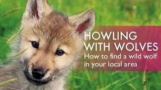 How to Talk To Wolves - At the NY Wolf Conservation Center