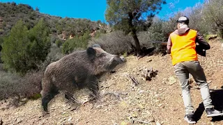 Chasse Sanglier au maroc | Caçada javali 2023 - Wild Boar Hunting (Partie 08)