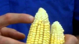 High Temperatures Stress Pollinating Corn