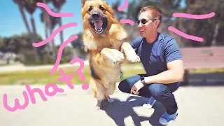 Homeless German Shepherd Dog Screams Like a Person When He Sees Ocean First Time! (Amazing Reaction)