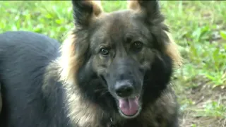 Watch how fast a K9 search & rescue dog finds a hiding Kim DeGiulio