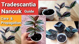 Tradescantia Nanouk Guide | Propagation & Care Tips