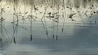 Нерест щуки на разливах за огородом