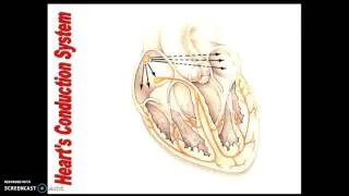 AS Anatomy and physiology - Conduction system