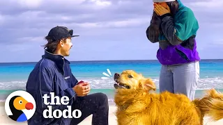 Dog Goes Bananas When Dad Proposes To Mom | The Dodo