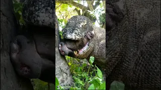 This videos going mad 💥 #komodo #viral #wildlife  #komodoisland  #komodoindonesia