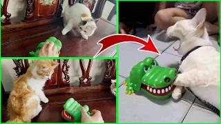 Cat's reaction to toy crocodile || Neko Chan