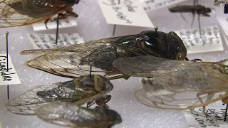 Get ready for the cicada invasion: What you need to know before they swarm Wisconsin