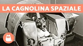 La VERA storia di Laika, la CUCCIOLA ASTRONAUTA 🐶 🚀