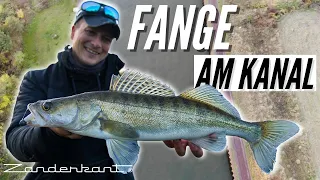 Diese Techniken fangen Zander am Kanal