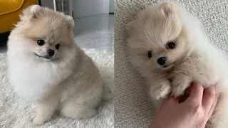 Pomeranian 😍 Cute and Funny Dog Videos Compilation #28