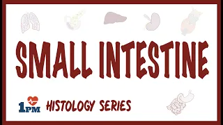 Small Intestine Histology