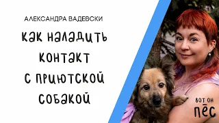 (Вот он - Пёс!) - Как наладить контакт с приютской собакой / Александра Вадевски