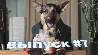 ЛУЧШИЕ ПРИКОЛЫ НЕДЕЛИ [best humor vk] Выпуск #7