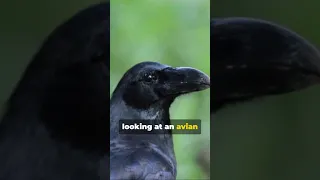 why crows are as smart as a 7 year old Human