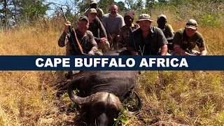 Cape Buffalo in Africa