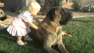 Maryn and the Mastiffs