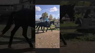 тренировка по конному спорту 🖤🐎