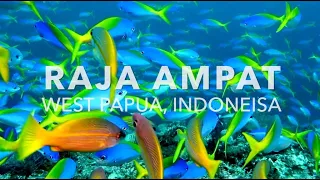 Raja Ampat - A celebration of the underwater world. Coral Triangle - West Papua - Indonesia