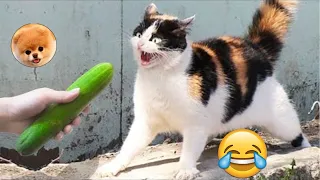 LOS MEJORES SUSTOS GATOS VS PEPINOS LINDOS GATOS