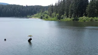 Beautiful Bonsai Tree Dancing in the Breeze on Lovely Fairy Lake