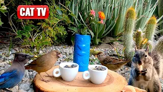 CAT TV | Bird and Squirrel Tea Party 🐦🐿️ 4K Nature Videos For Cats to Watch | Dog TV | Stress Relief