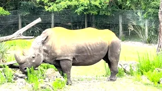 Oldest Southern White Rhino Needs Surgery