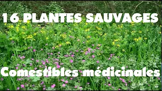 16 Plantes sauvages comestibles et médicinales a ramasser sur 100 mètres.