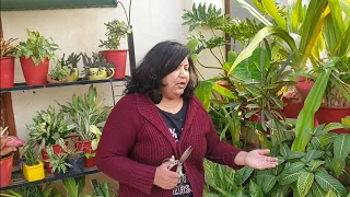 February Gardening Works | Do THIS in February / Spring || How to Prepare Plants for Summer