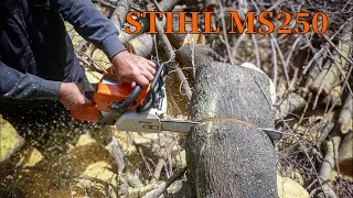 Stihl ms250 ağaç kesimi