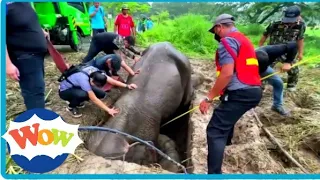 Mother elephant rescued by vets and given CPR as baby watches||हाथी की जान बचाई