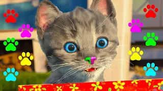 MY LITTLE KITTEN ADVENTURE - NEW FUN JOURNEY OF CUTE KITTEN AND CARTOON PET CARE