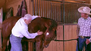 Equine Shoulder Massage with Equisports Massager