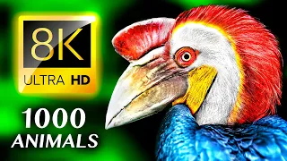 1000 BEAUTIFUL ANIMALS 8K ULTRA HD