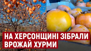 На Херсонщині вирощують понад 50 видів хурми