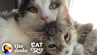 Hissing Kitten Grows Up To Be A Foster Dad  | The Dodo Cat Crazy